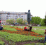 Городские цветы - Газета Диалог