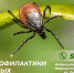 Куда обращаться, если укусил клещ - Научно-клинический центр