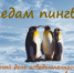 По следам пингвинов - ЦГБ г. Северска