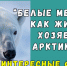 Интересно! Познавательно! Факты о белом медведе - ЦГБ г. Северска